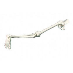Squelette de jambe en plastique avec lame pelvienne