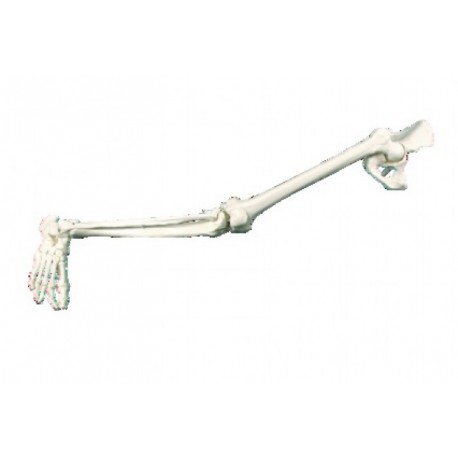 Plastique Squelette de jambe avec iliaque