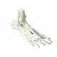 Squelette du pied flexible